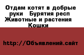 Отдам котят в добрые руки - Бурятия респ. Животные и растения » Кошки   